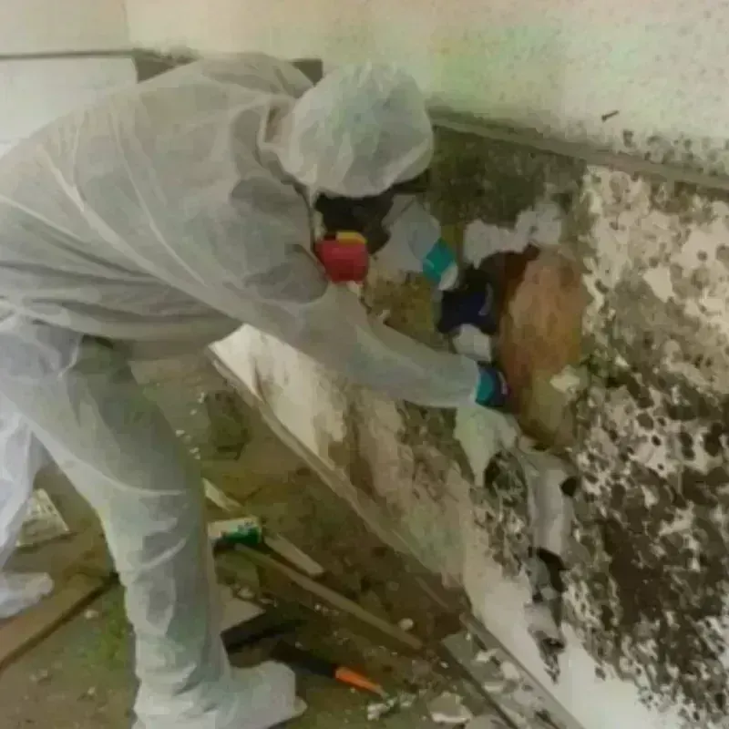 Mold Remediation and Removal in Harriman, NY